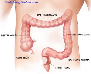 nguyen-nhan-gay-ra-benh-viem-loet-truc-trang-man-tinh (2)