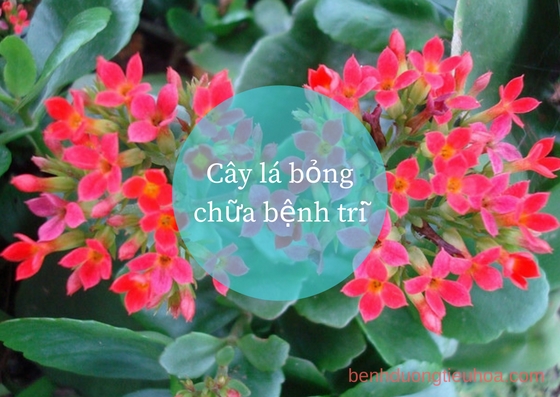 Cây lá bỏng chữa bệnh trĩ nội 