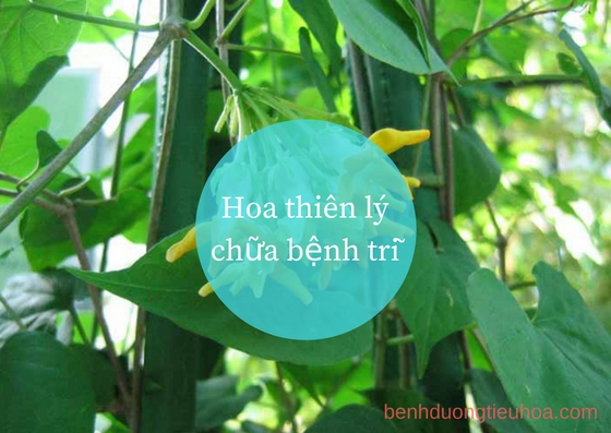 Hoa thiên lý chữa bệnh trĩ nội