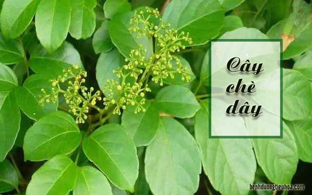 Chữa đau dạ dày bằng chè dây