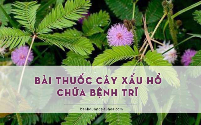 chữa bệnh trĩ bằng cây trinh nữ