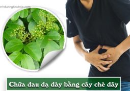 dùng cây chè dây chữa bệnh đau dạ dày