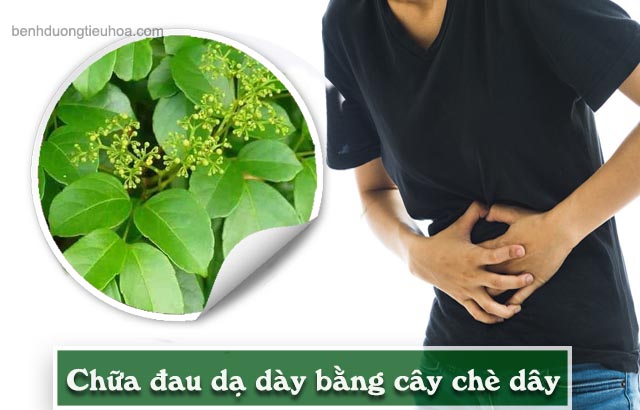 chữa đau dạ dày bằng cây chè dây