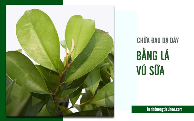 cách chữa đau dạ dày bằng lá cây vú sữa