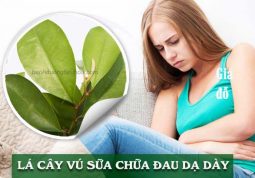 dùng lá vú sữa chữa đau dạ dày