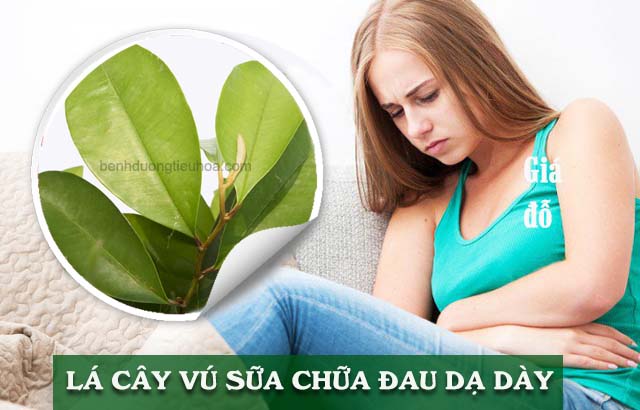 Chữa đau dạ dày bằng lá vú sữa