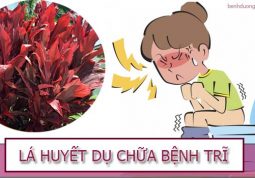 chữa khỏi bệnh trĩ bằng cây huyết dụ