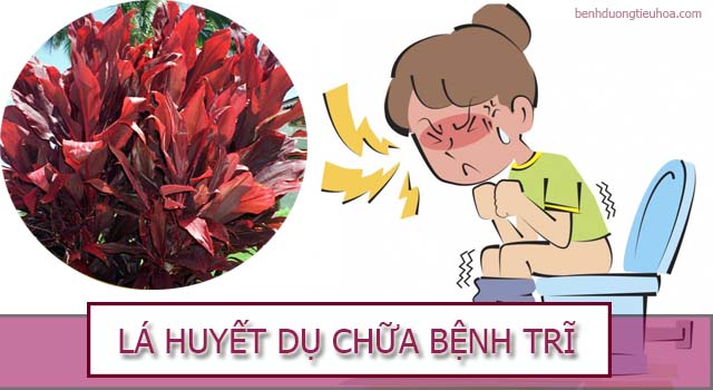 Cách chữa bệnh trĩ bằng cây huyết dụ