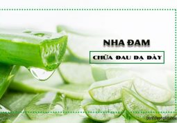 chữa trị bệnh đau dạ dày bằng nha đam