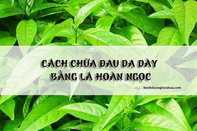 cách chữa đau dạ dày bằng cây hoàn ngọc