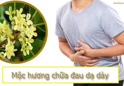 chữa đau dạ dày bằng mộc hương