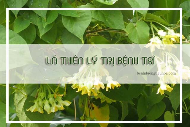 trị bệnh trĩ bằng lá thiên lý