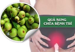 dùng quả sung chữa bệnh trĩ