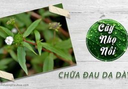 cách chữa bênhj đau dạ dày bằng lá cỏ mực