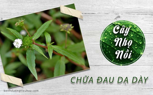 Chữa đau dạ dày bằng cây nhọ nồi