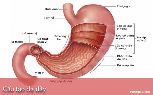 cấu tạo của dạ dày