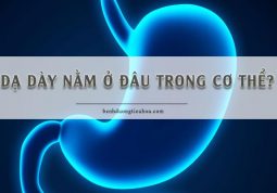 vị trí của dạ dày trong cơ thể con người