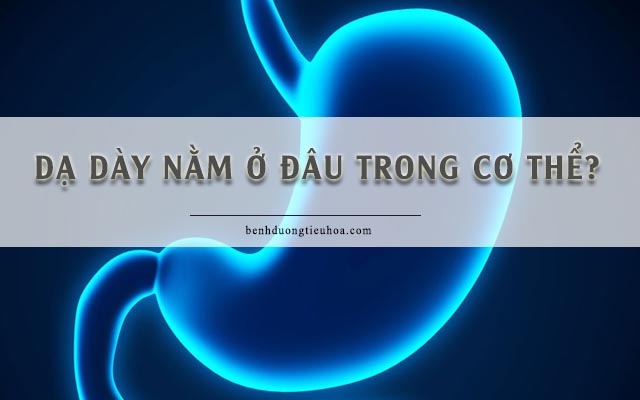 vị trí của dạ dày trong cơ thể con người