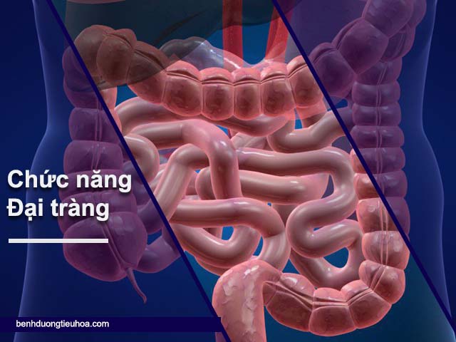 chức năng của đại tràng