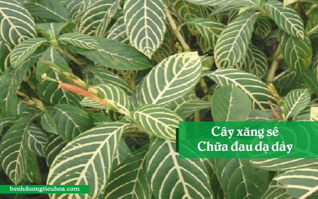 cách chữa đau dạ dày bằng cây xăng sê