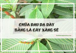 trị đau dạ dày bằng cây xăng sê