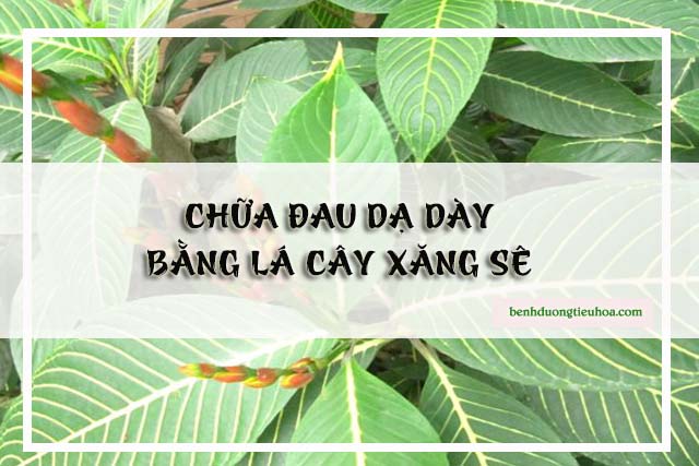 Chữa đau dạ dày bằng cây xăng sê