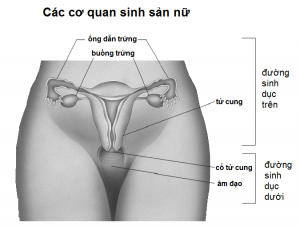 dau-bung-duoi-kem-dau-lung-la-dau-hieu-cua-benh-gi5