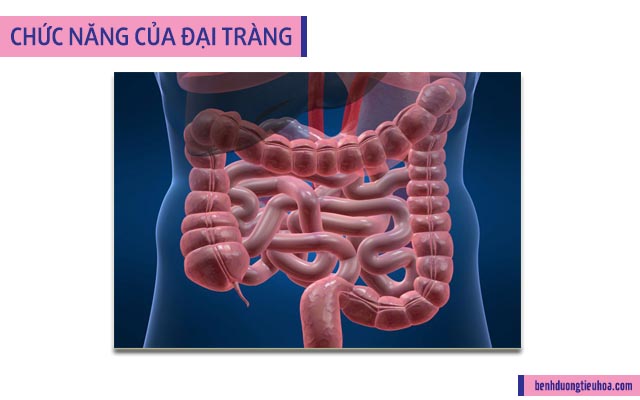 chức năng của đại tràng