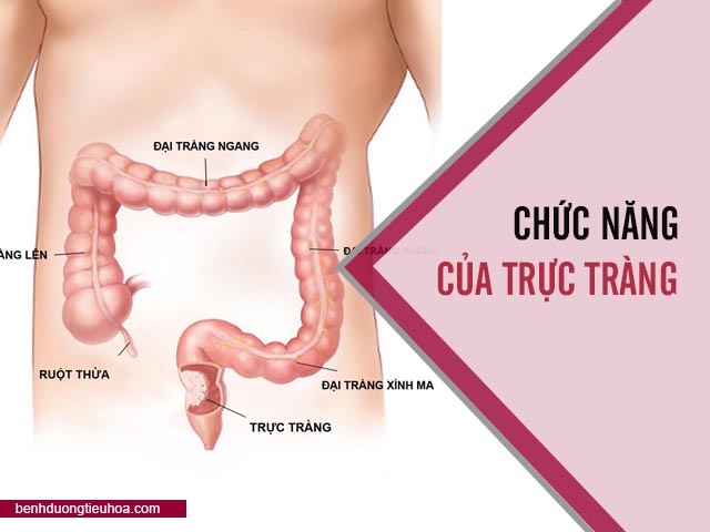 chức năng của trực tràng