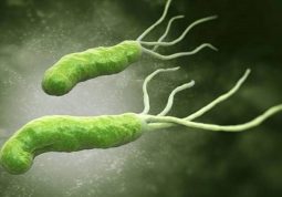 Vi khuẩn Helicobacter pylori (Hp) là gì?