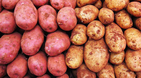 Khoai lang và khoai tây tốt cho trẻ bị đau dạ dày