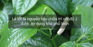 chữa trĩ nội độ 2 bằng lá lốt