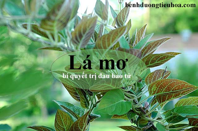 Lá mơ chữa đau bao tử