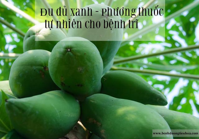 Công dụng chữa bệnh trĩ của đu đủ xanh