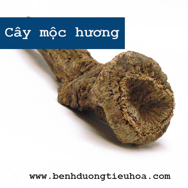 cách chữa bệnh đau dạ dày bằng cây mộc hương