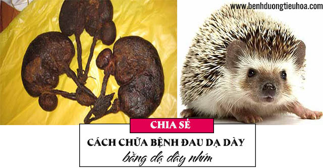 Cách chữa bệnh đau dạ dày bằng dạ dày nhím