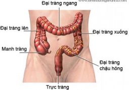 Manh tràng nằm ở đâu và có tác dụng gì?