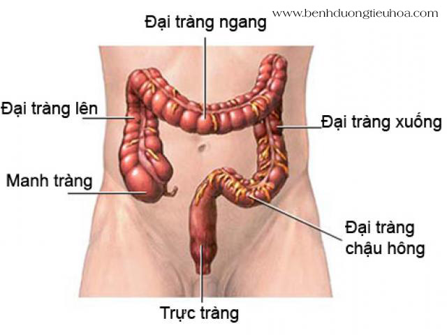 Manh tràng nằm ở đâu và có tác dụng gì?