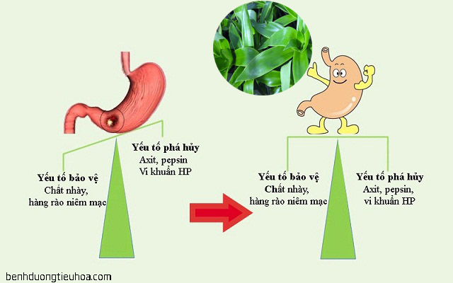 Cây lược vàng - Thần dược chữa bệnh đau dạ dày