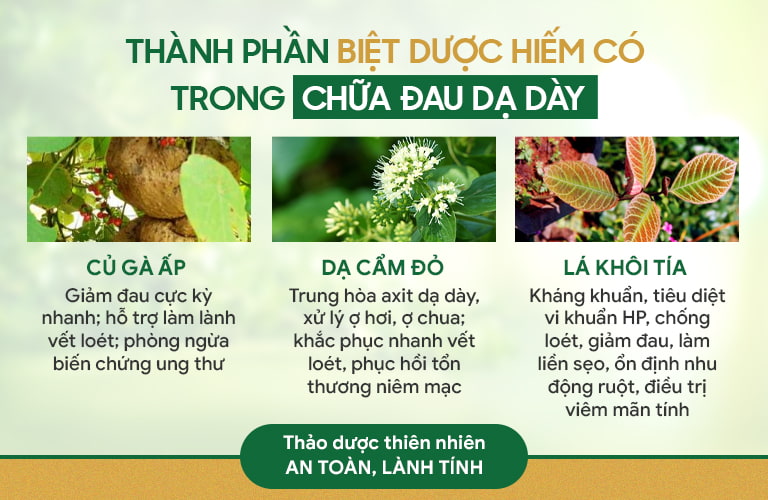 Thành phần chủ dược có trong bài thuốc thế hệ 2