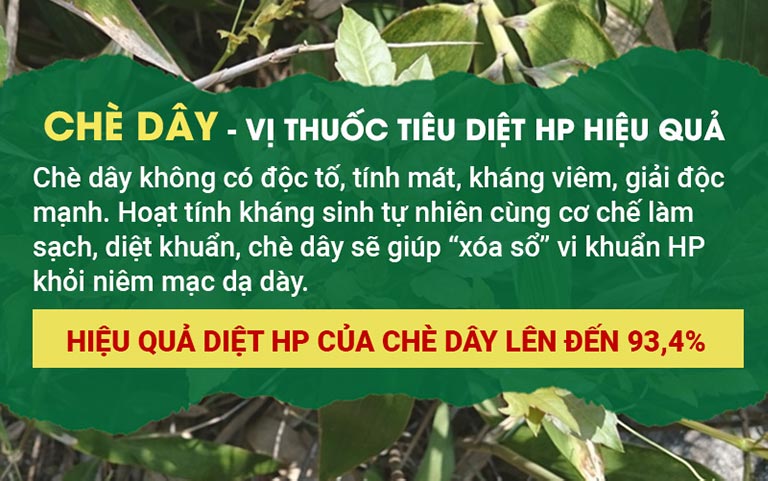 Hiệu quả của chè dây theo thông tin từ Viện dược liệu – Bộ Y tế