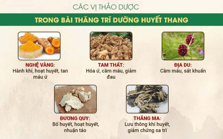 Thành phần thảo dược chủ đạo trong Thăng trĩ Dưỡng huyết thang