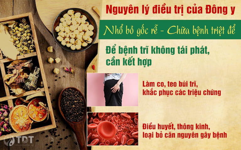 Nguyên lý của Đông y trong việc nhổ bỏ bệnh trĩ từ gốc rễ