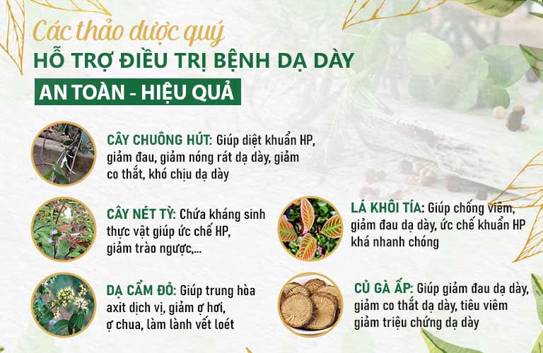Các thảo dược quý làm nên công dụng vượt trội của Sơ can Bình vị thế hệ 2